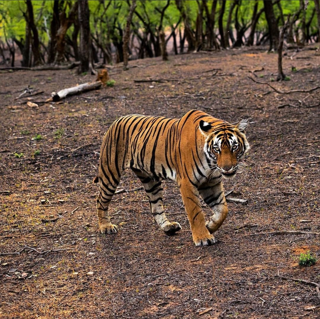 Tiger's walk  - Unknown
